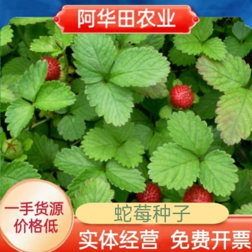 蛇莓种子阳台庭院种植观果植物公园景观绿化