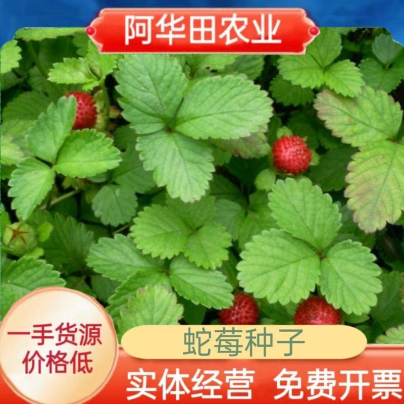 蛇莓种子阳台庭院种植观果植物公园景观绿化