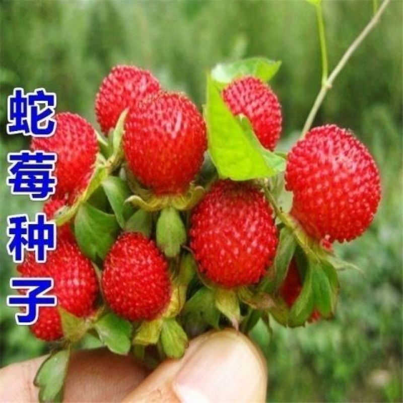 蛇莓种子阳台庭院种植观果植物公园景观绿化