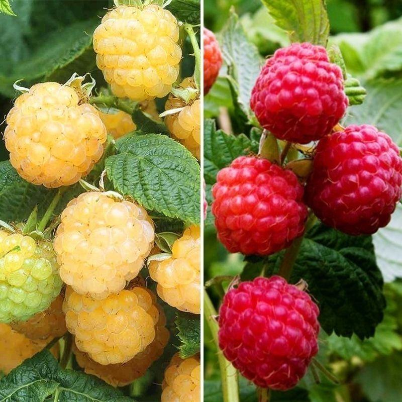 蛇莓种子阳台庭院种植观果植物公园景观绿化