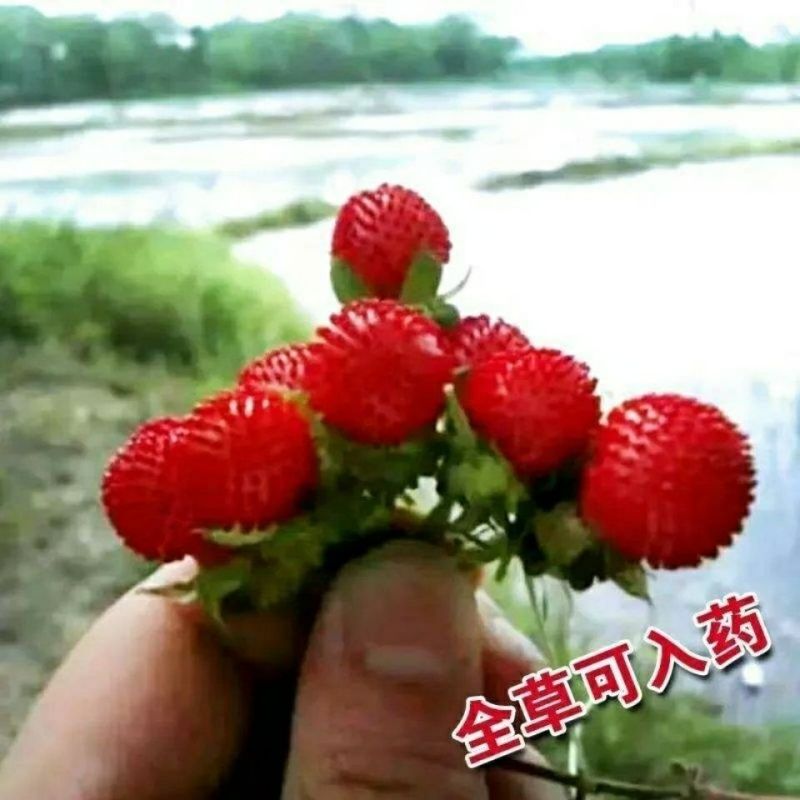 蛇莓种子阳台庭院种植观果植物公园景观绿化