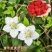 蛇莓种子阳台庭院种植观果植物公园景观绿化