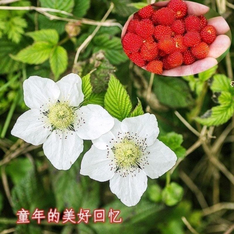 蛇莓种子阳台庭院种植观果植物公园景观绿化