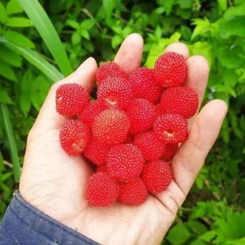 蛇莓种子阳台庭院种植观果植物公园景观绿化
