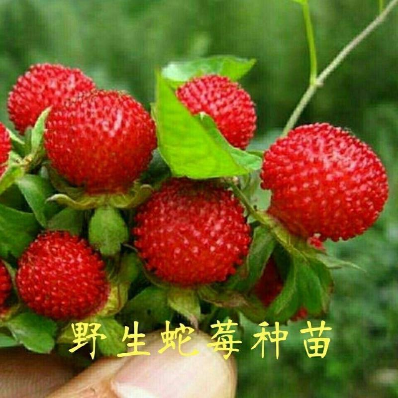 蛇莓种子阳台庭院种植观果植物公园景观绿化