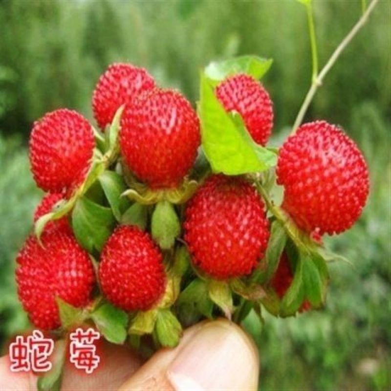 蛇莓种子阳台庭院种植观果植物公园景观绿化