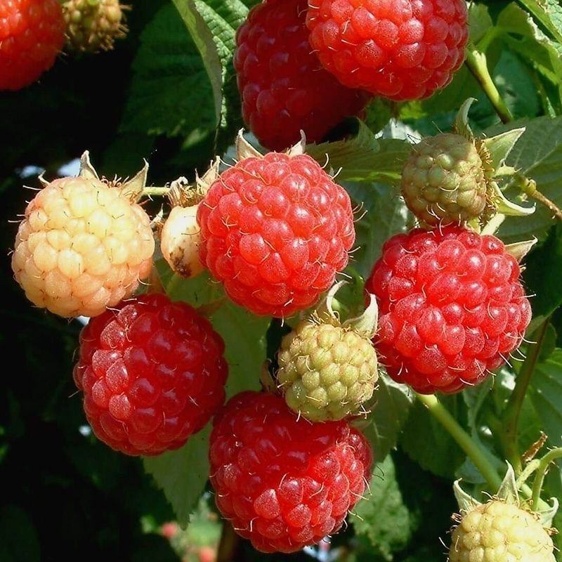 蛇莓种子阳台庭院种植观果植物公园景观绿化