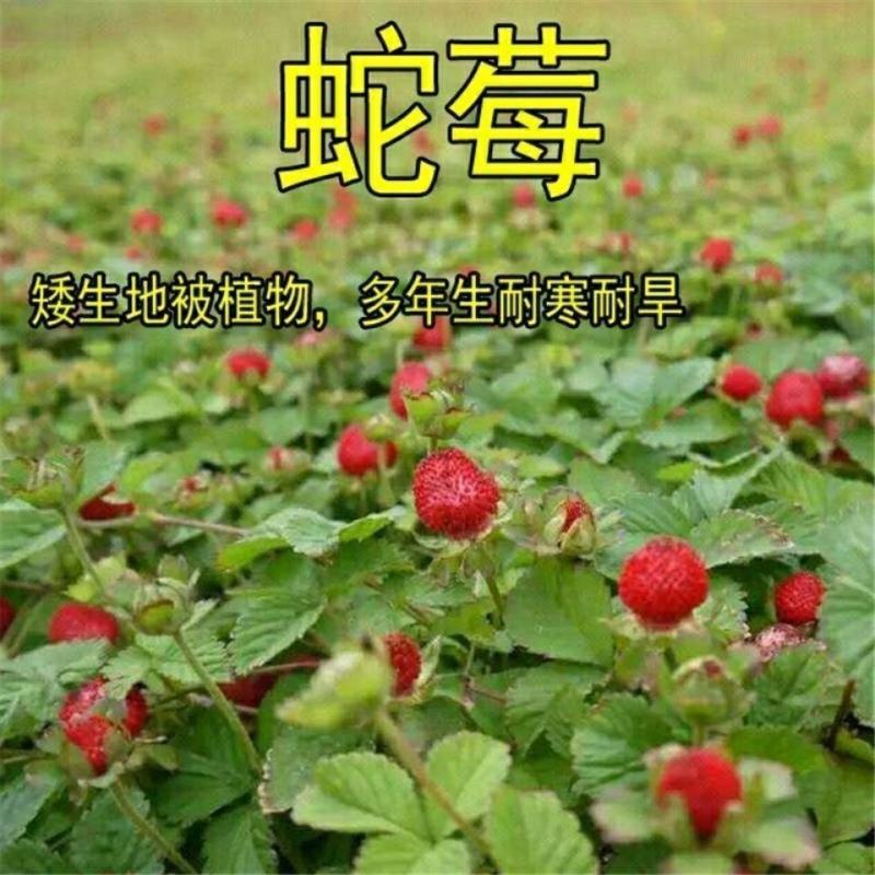 蛇莓种子阳台庭院种植观果植物公园景观绿化