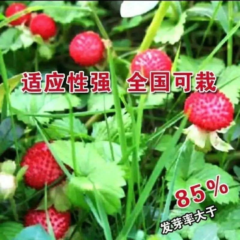 蛇莓种子阳台庭院种植观果植物公园景观绿化