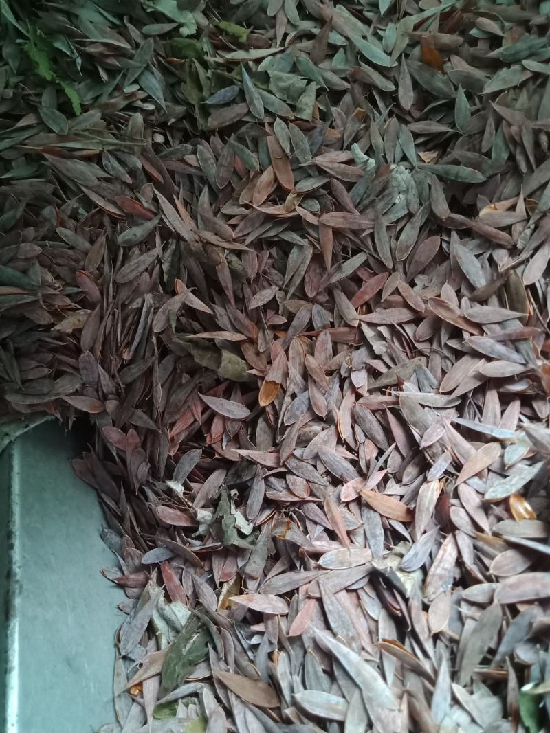 供应优质博落回果夹，无杂质干度好，欢迎新老客户打电话洽谈