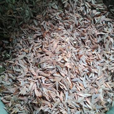 供应优质博落回果夹，无杂质干度好，欢迎新老客户打电话洽谈