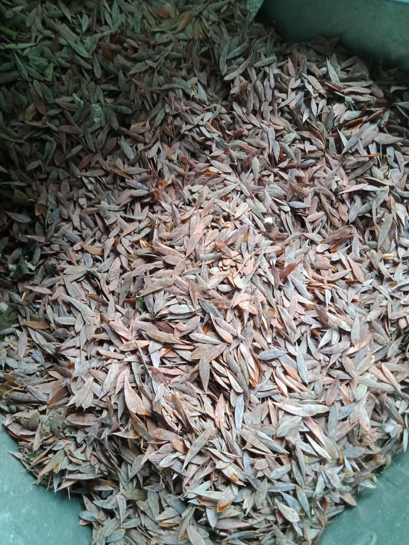 供应优质博落回果夹，无杂质干度好，欢迎新老客户打电话洽谈
