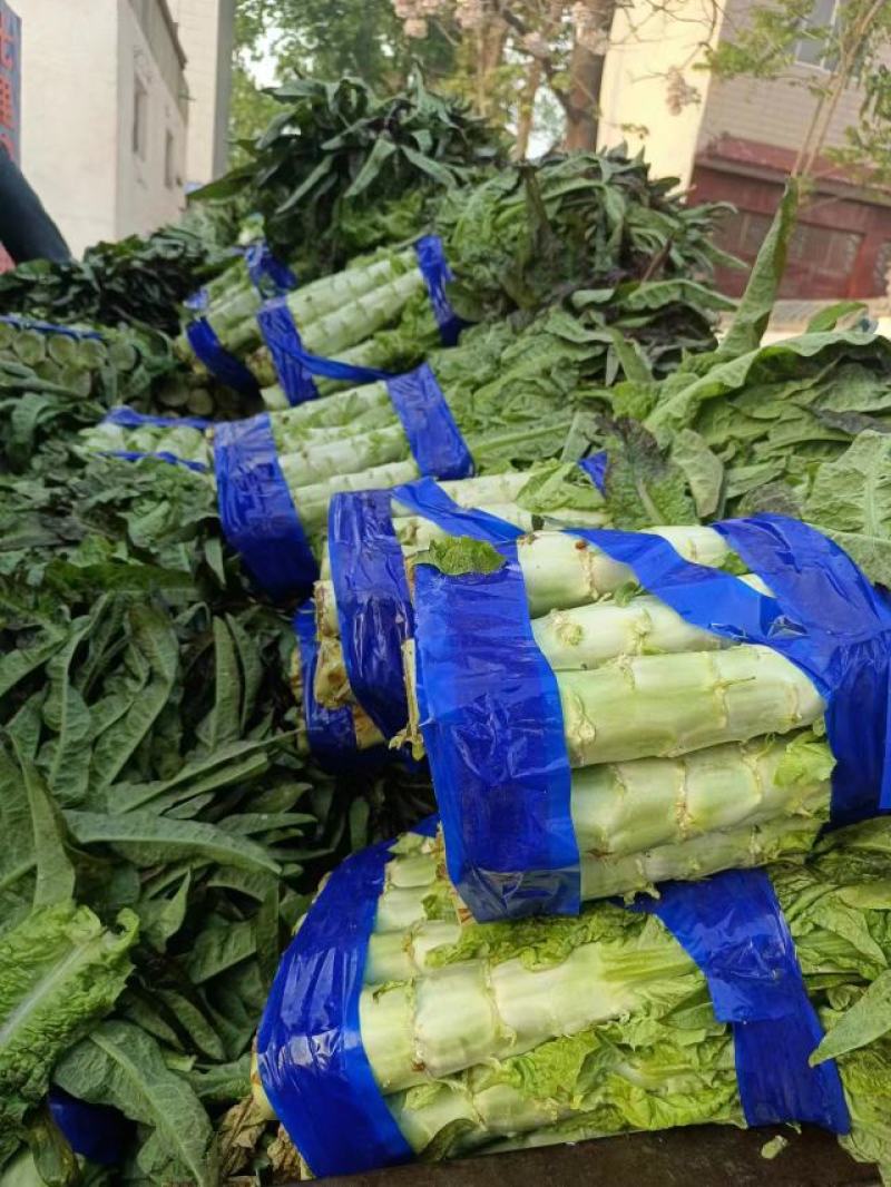 红叶香莴笋新鲜上市。看货轮价，保质保量全国发货。