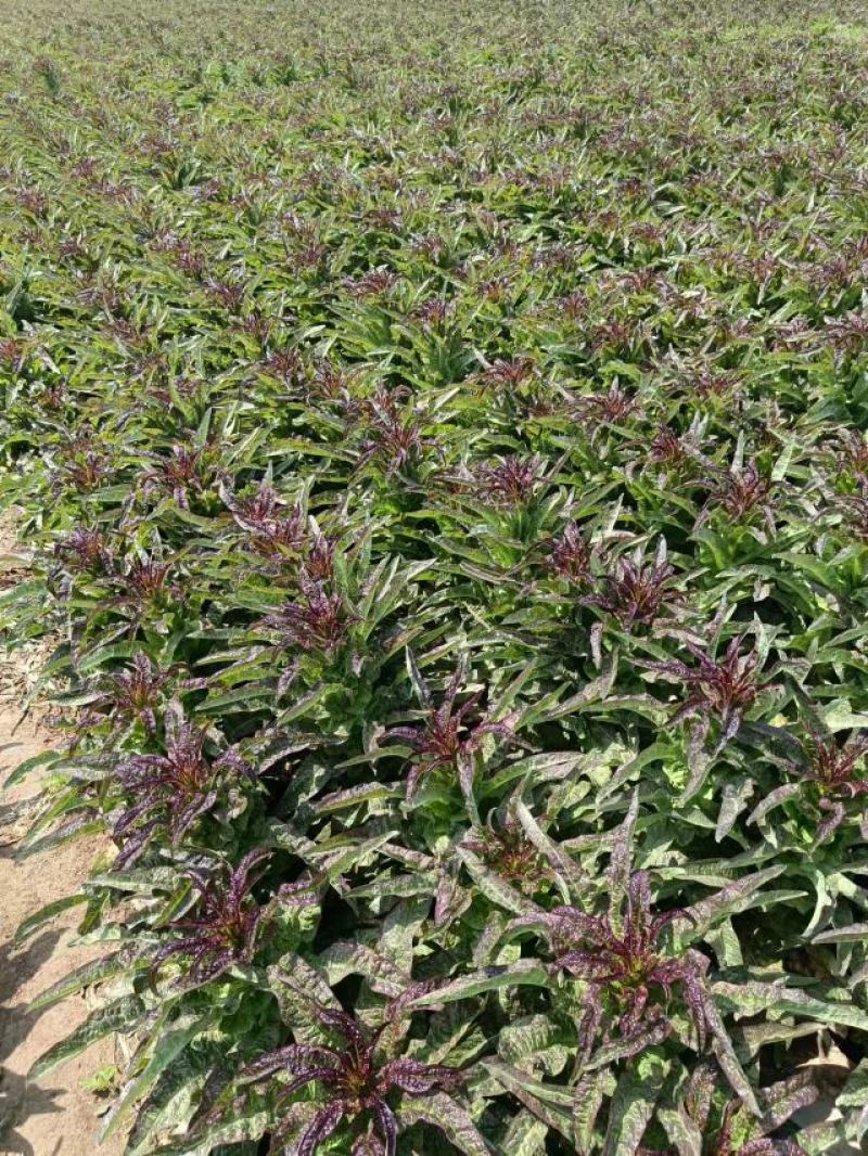 红叶香莴笋新鲜上市。看货轮价，保质保量全国发货。