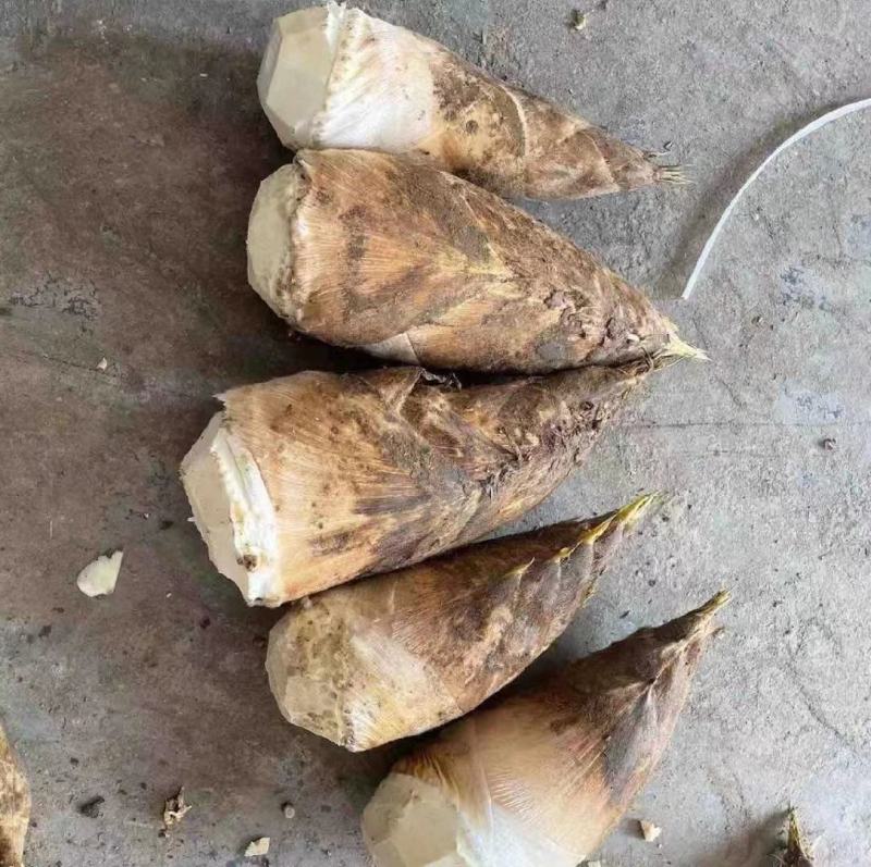 楠竹东笋全国发货.市场.电商需要的老板提前定