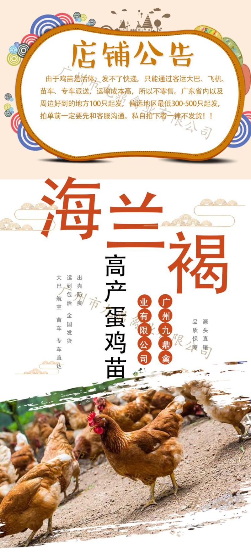 广州孵化场直售海兰灰蛋鸡苗海兰褐蛋鸡苗包做疫苗运损包赔