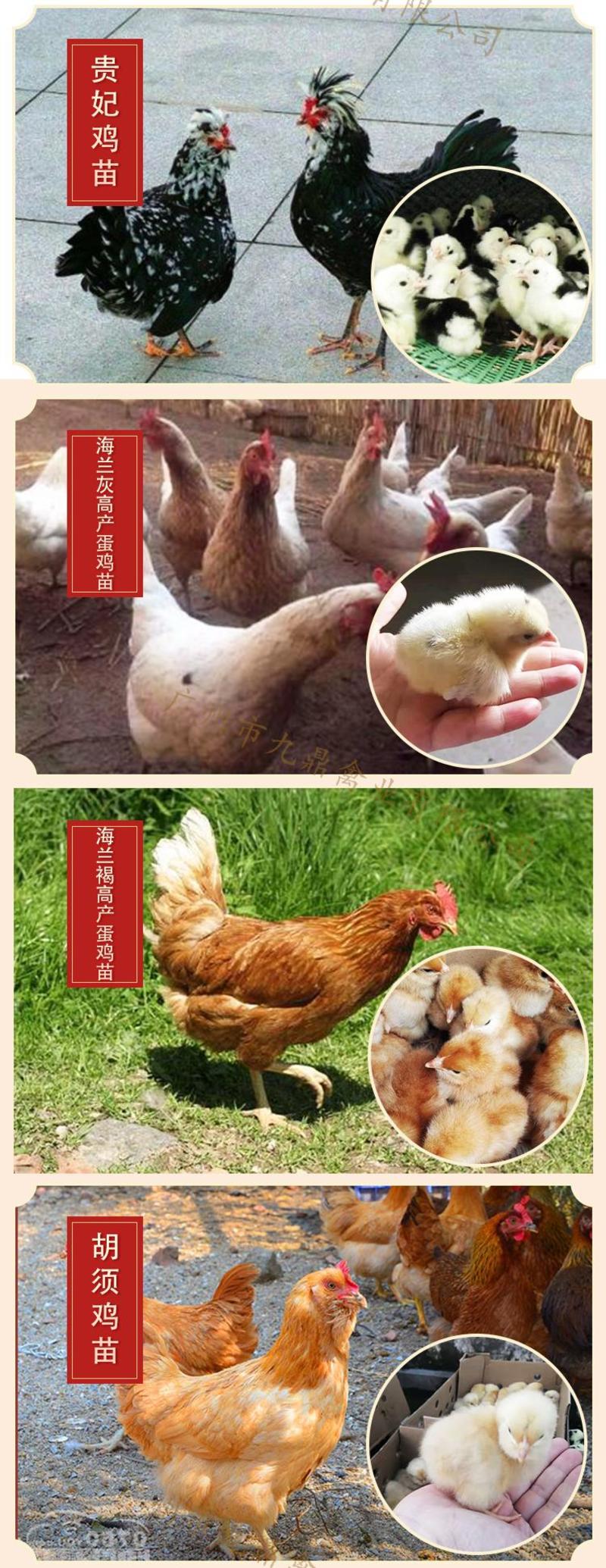 广州孵化场直售海兰灰蛋鸡苗海兰褐蛋鸡苗包做疫苗运损包赔