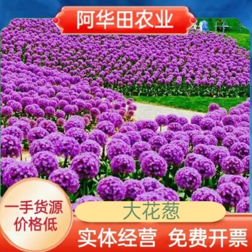 大花葱种球盆栽花卉植物室内室外均可种植质量保证