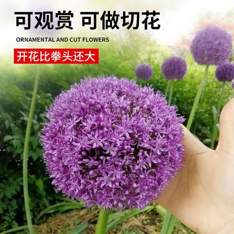大花葱种球盆栽花卉植物室内室外均可种植质量保证