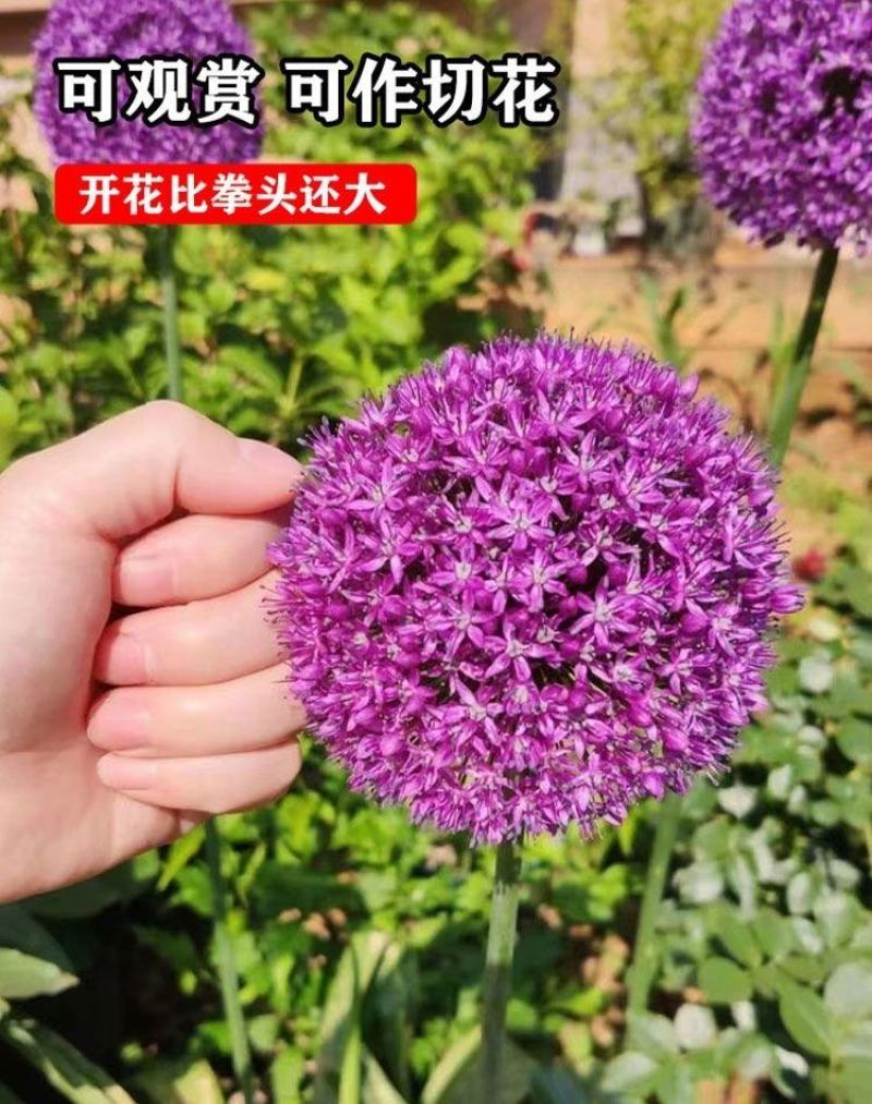 大花葱种球盆栽花卉植物室内室外均可种植质量保证