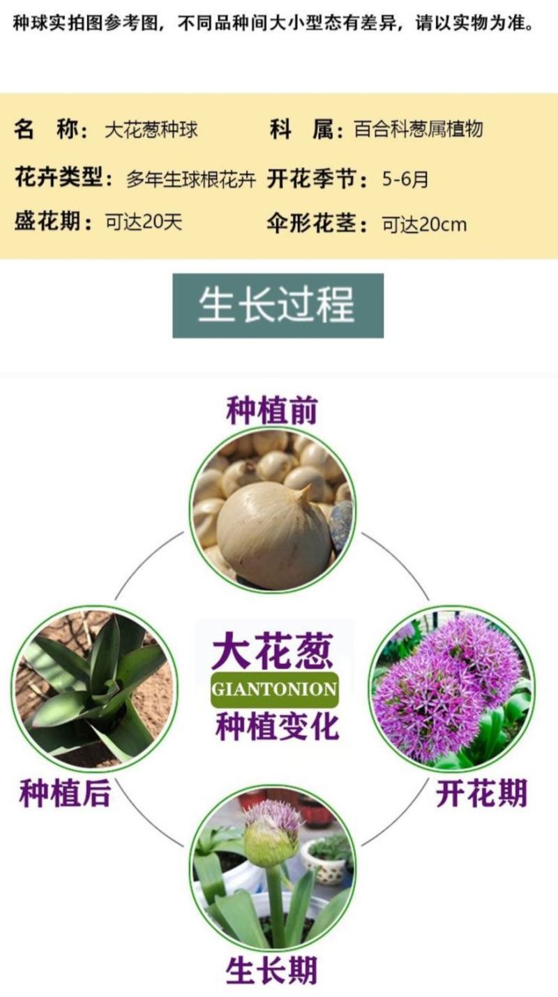 大花葱种球盆栽花卉植物室内室外均可种植质量保证