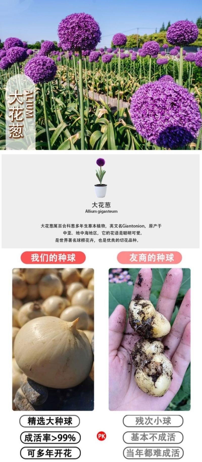 大花葱种球盆栽花卉植物室内室外均可种植质量保证