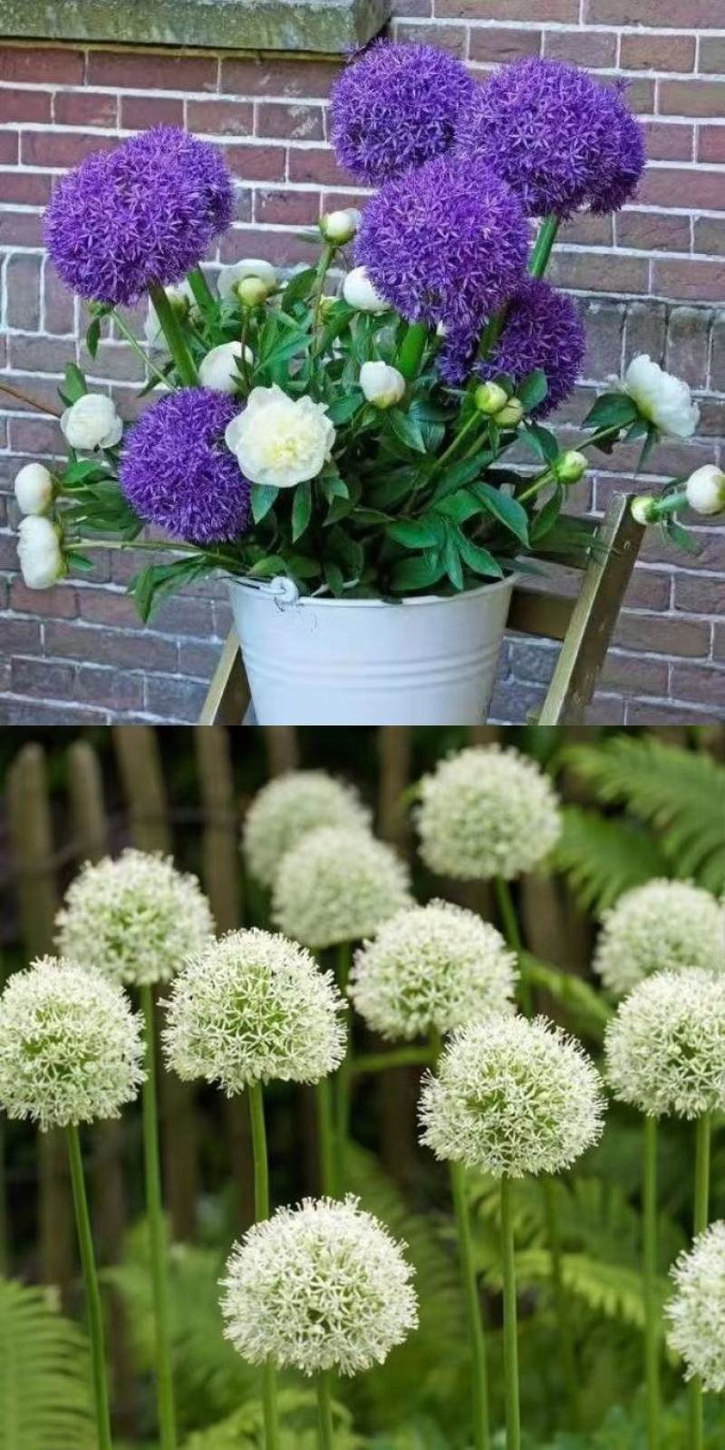 大花葱种球盆栽花卉植物室内室外均可种植质量保证