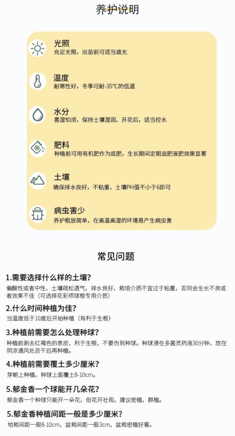 大花葱种球盆栽花卉植物室内室外均可种植质量保证