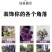 大花葱种球盆栽花卉植物室内室外均可种植质量保证
