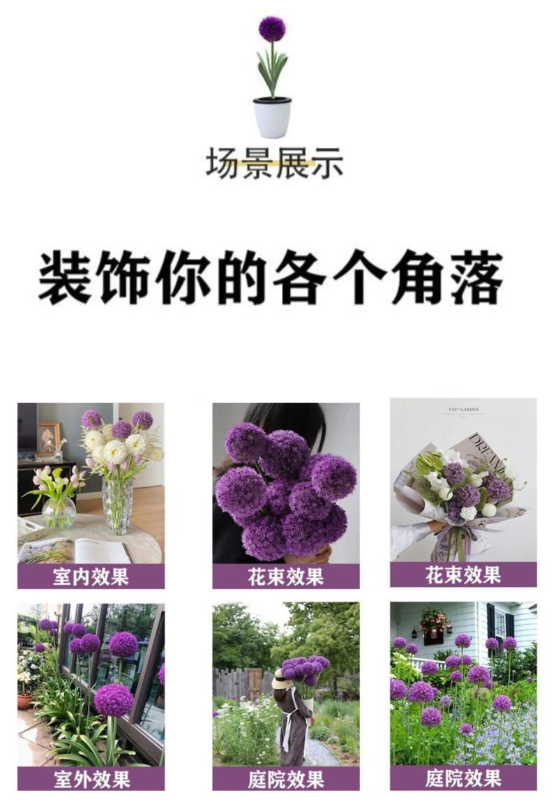 大花葱种球盆栽花卉植物室内室外均可种植质量保证