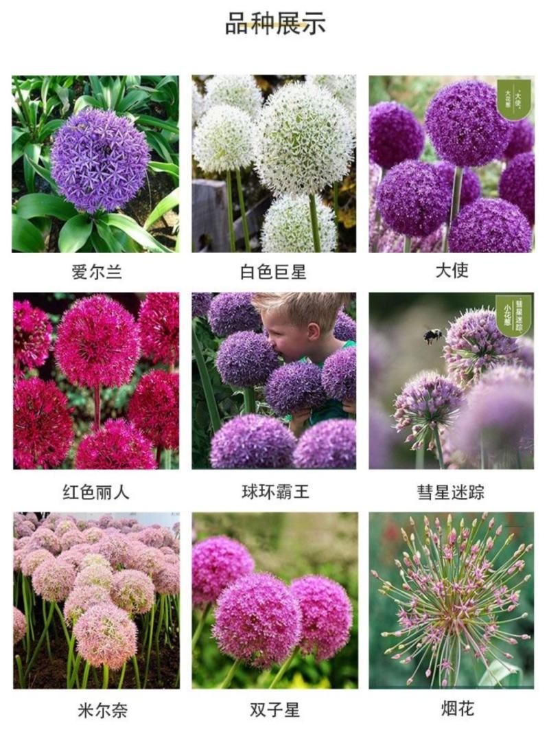 大花葱种球盆栽花卉植物室内室外均可种植质量保证