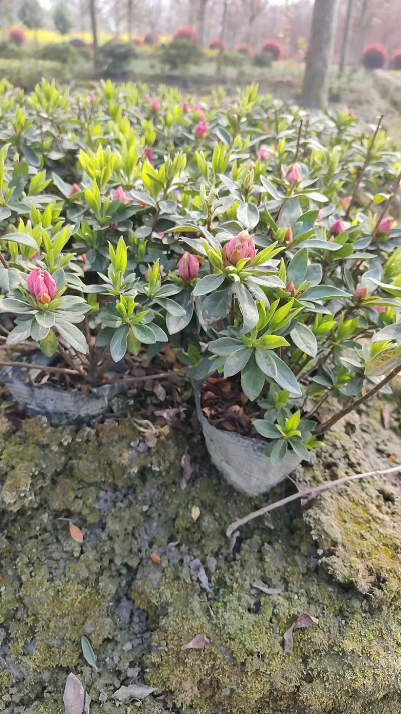 杜鹃，春娟，夏娟，毛娟，西洋娟基地批发