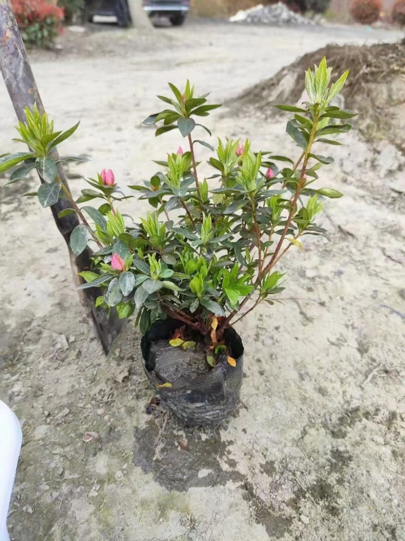杜鹃，春娟，夏娟，毛娟，西洋娟基地批发