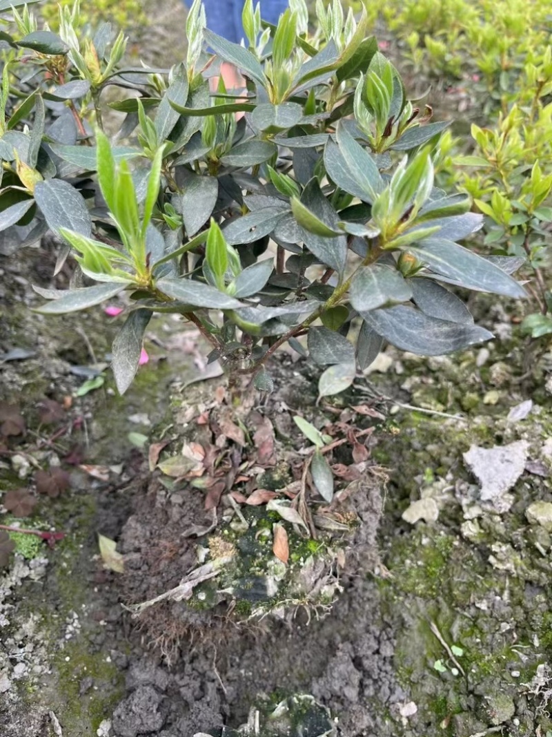 杜鹃，春娟，夏娟，毛娟，西洋娟基地批发