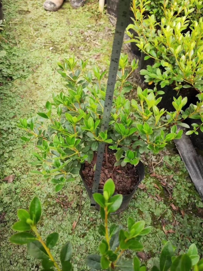 杜鹃，春娟，夏娟，毛娟，西洋娟基地批发