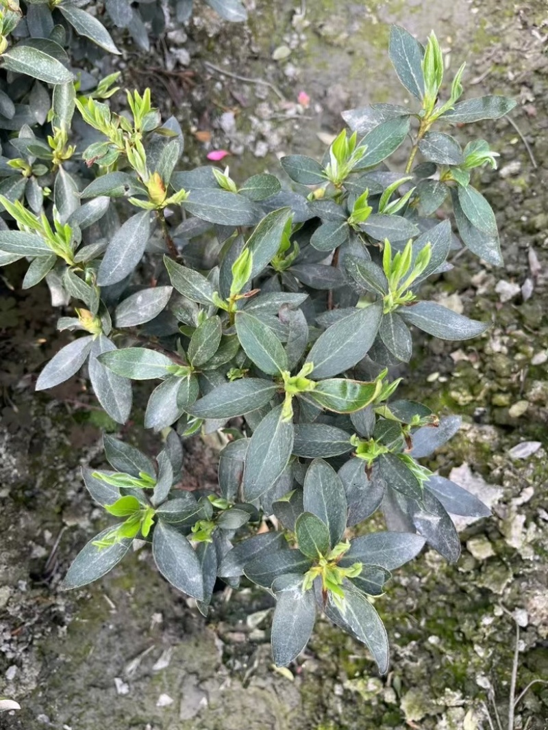 杜鹃，春娟，夏娟，毛娟，西洋娟基地批发