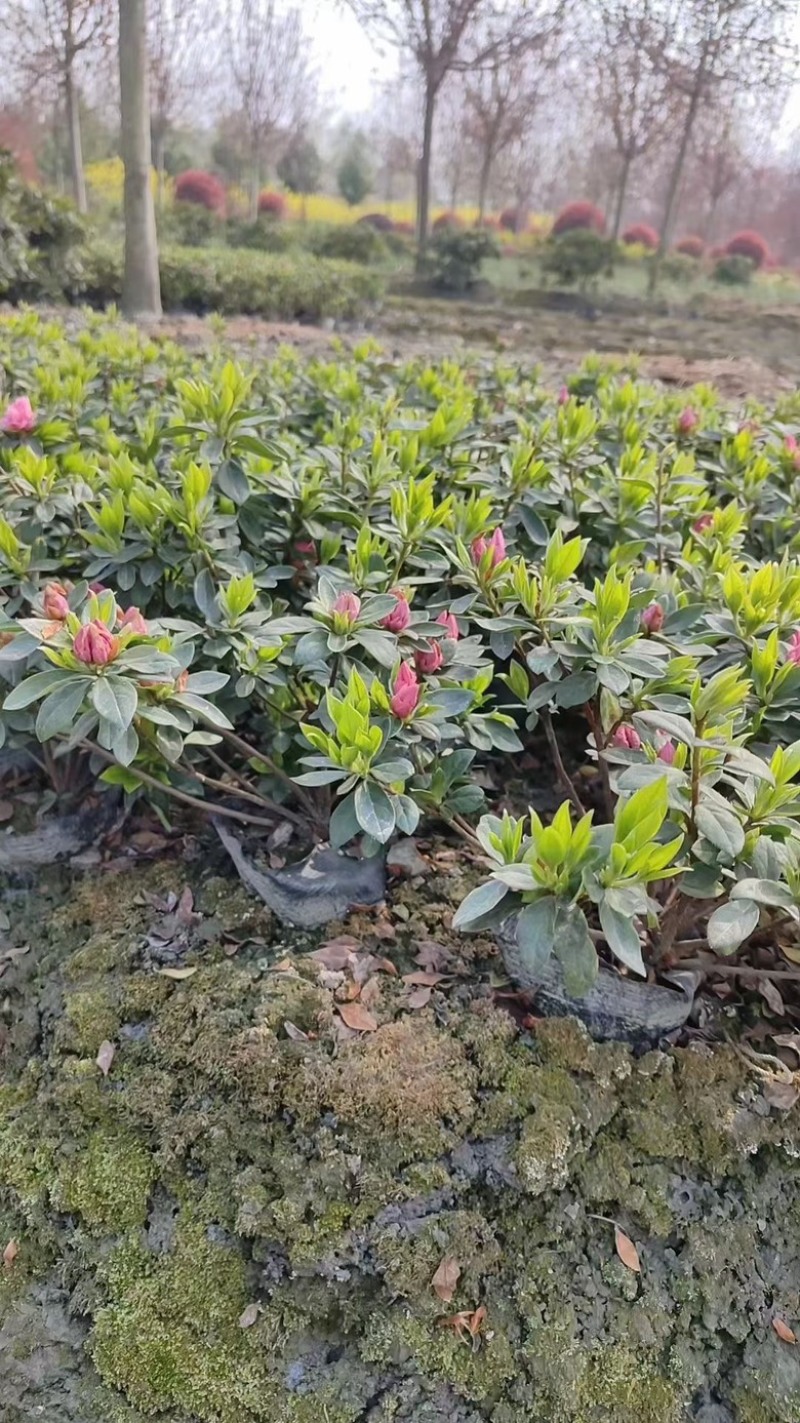 杜鹃，春娟，夏娟，毛娟，西洋娟基地批发