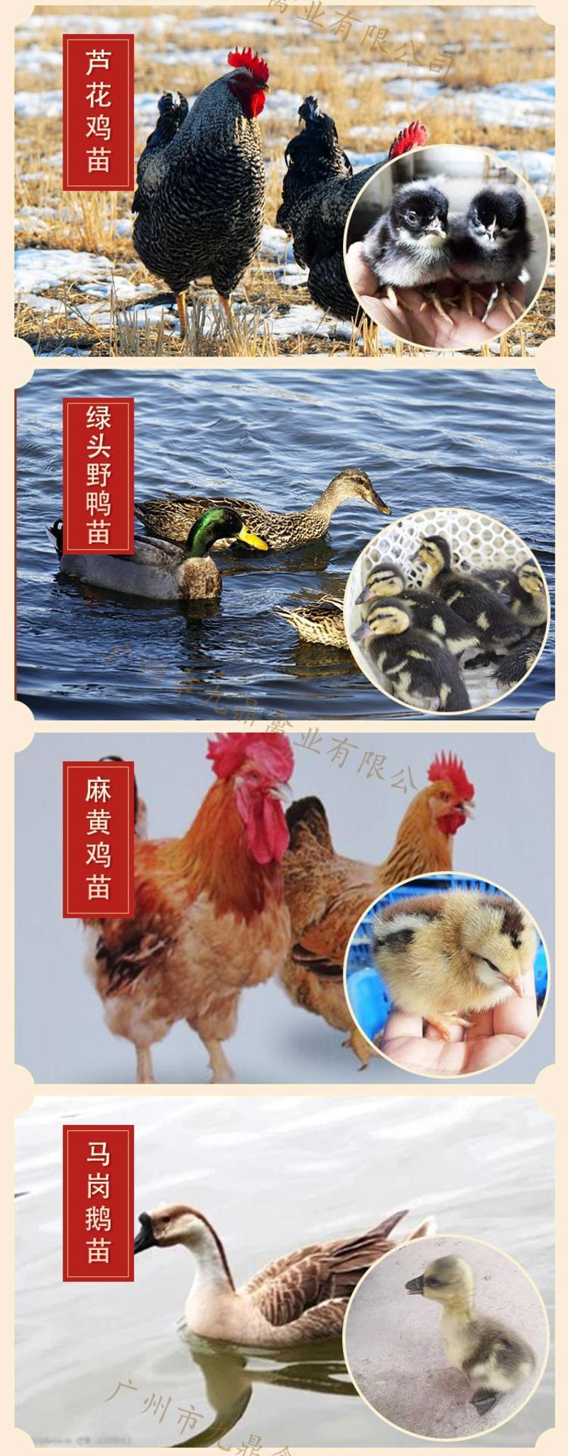 广州孵化场直售出壳胡须鸡苗胡子鸡苗黄色土鸡苗包做疫苗