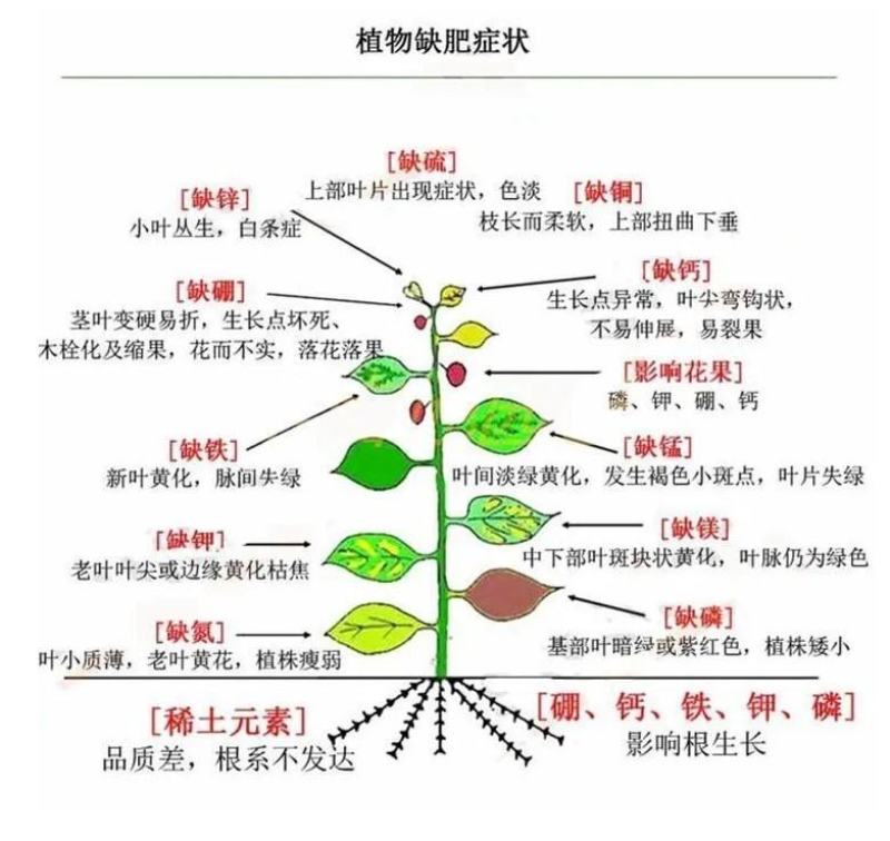 碧勃欣氨基酸硼锌钾钙镁多肉植物果树蔬菜全营养肥料花肥