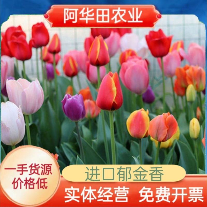 进口郁金香种球四季开花耐寒植物花海景观专用花卉花种子