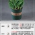 进口郁金香种球四季开花耐寒植物花海景观专用花卉花种子