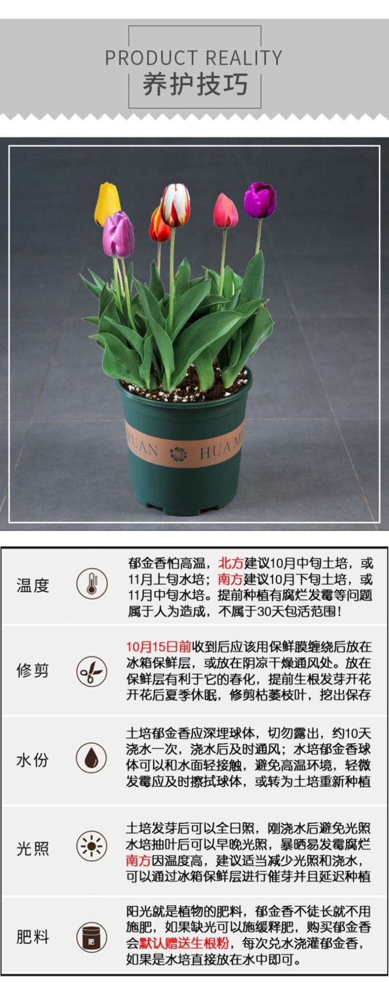 进口郁金香种球四季开花耐寒植物花海景观专用花卉花种子