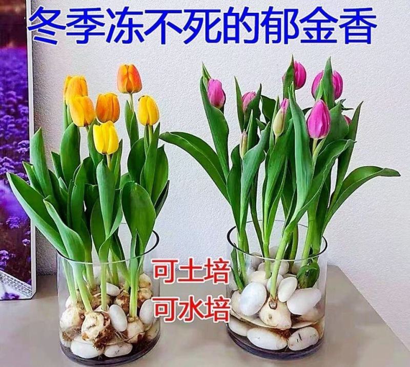进口郁金香种球四季开花耐寒植物花海景观专用花卉花种子