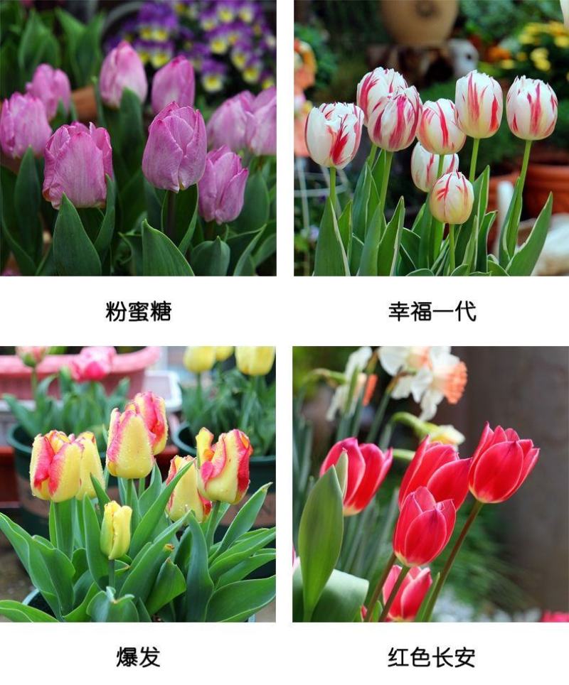 进口郁金香种球四季开花耐寒植物花海景观专用花卉花种子
