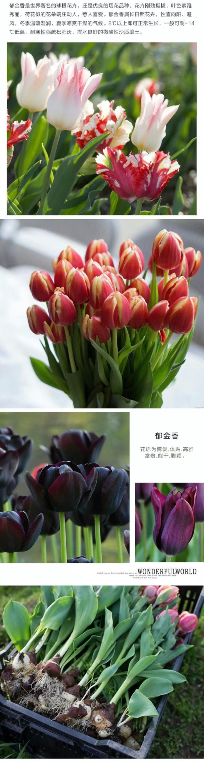 进口郁金香种球四季开花耐寒植物花海景观专用花卉花种子