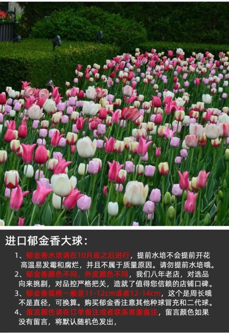 进口郁金香种球四季开花耐寒植物花海景观专用花卉花种子