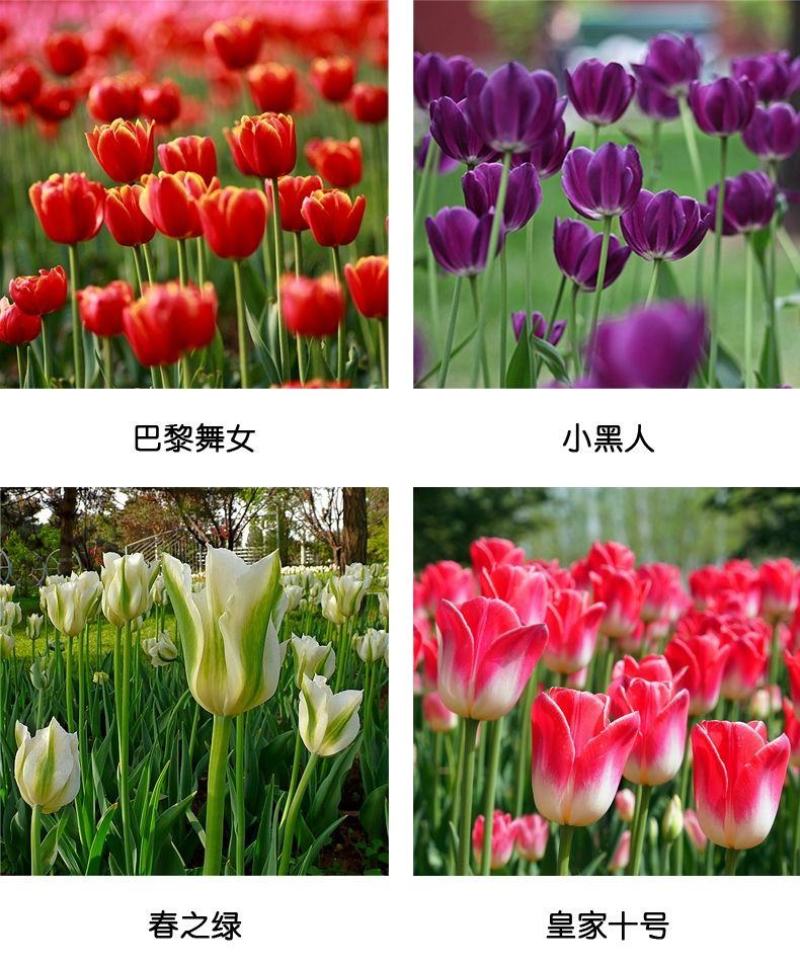 进口郁金香种球四季开花耐寒植物花海景观专用花卉花种子