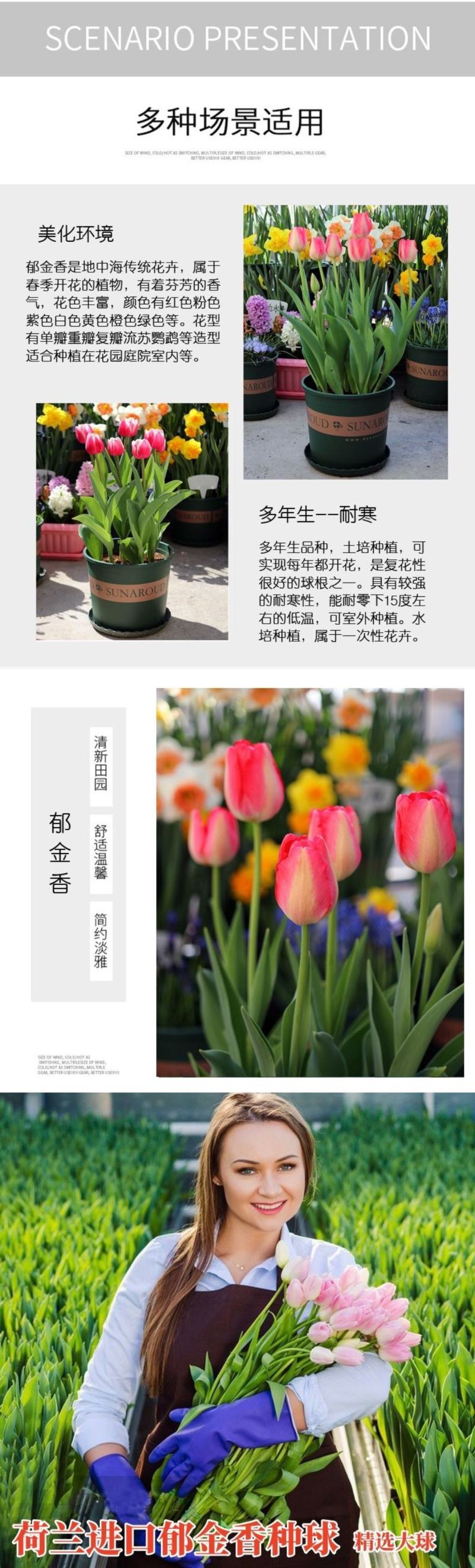 进口郁金香种球四季开花耐寒植物花海景观专用花卉花种子