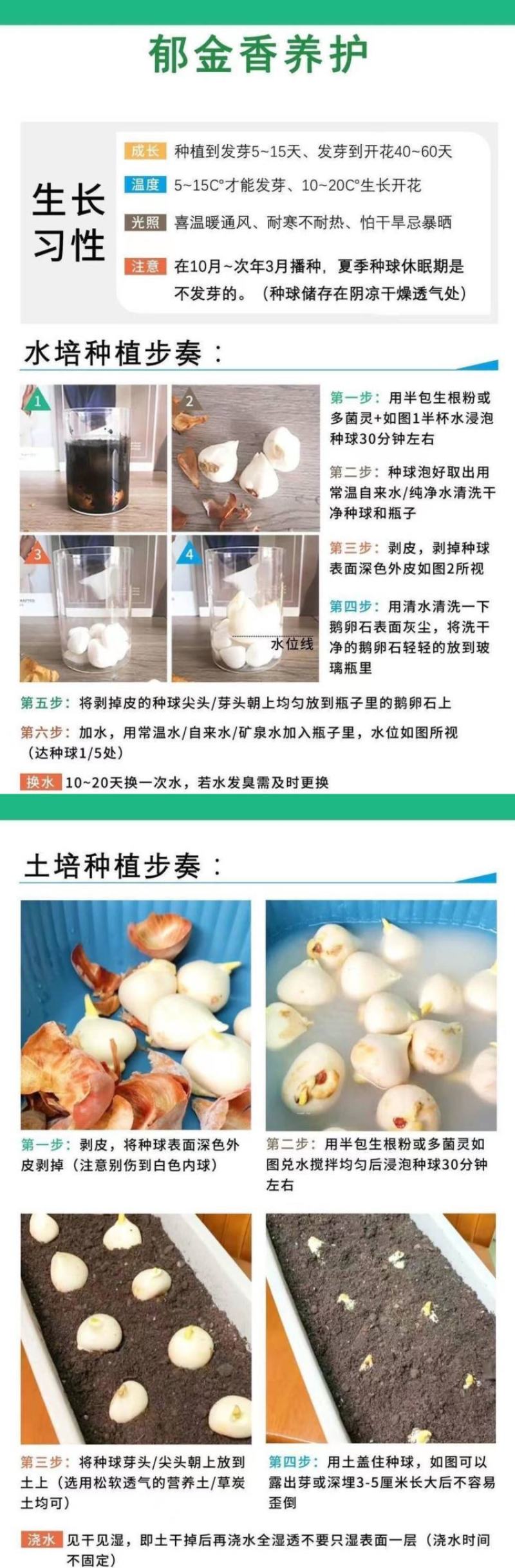 进口郁金香种球四季开花耐寒植物花海景观专用花卉花种子