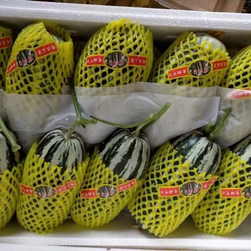 精品博洋9号甜瓜量大从优产地直供欢迎各位老板联系